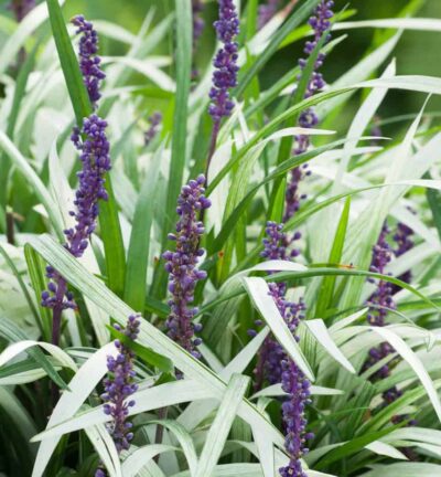 Liriope muscari 'Okina' - Bont Leliegras