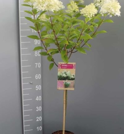 Hydrangea paniculata 'Limelight' - Hortensia op stam
