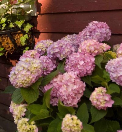 Hydrangea macrophylla ´Endless Summer The Original Pink®' - Doorbloeiende Hortensia