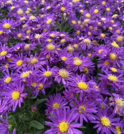 Aster dumosus 'Professor Anton Kippenberg' - Aster