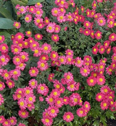 Aster novi-belgii 'Winston Churchill' - Herfstaster