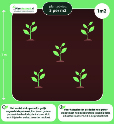 Pennisetum alopecuroides 'Burgundy Bunny' - Lampenpoetsersgras