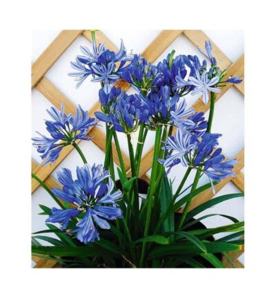 Agapanthus hybride Blue de Chine -  Afrikaanse dwerglelie