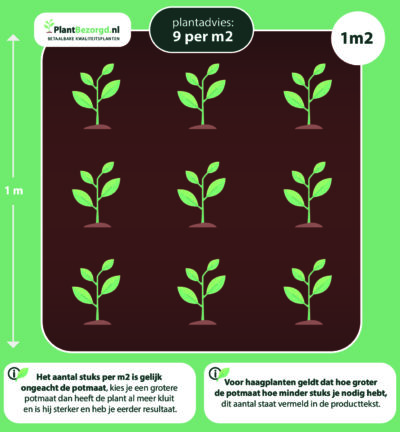 Calluna vulgaris 'Warm Chocolate' - Struikheide