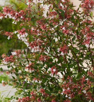 Abelia grandiflora - Abelia