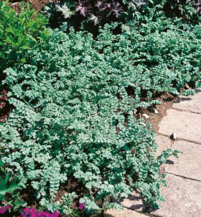 Acaena 'Blue Haze' - Stekelnootje