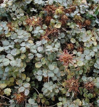 Acaena buchananii - Stekelnootje