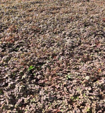 Acaena microphylla 'Kupferteppich' - Stekelnootje