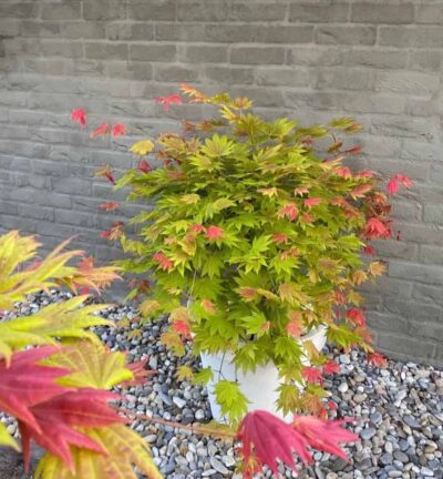 Acer shirasawanum ‘Moonrise’ - Japanse Esdoorn