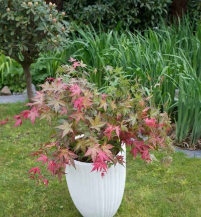 Acer palmatum 'Beni-Maiko' - Japanse Esdoorn