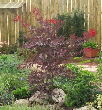 Acer palmatum 'Bloodgood' - Japanse Esdoorn