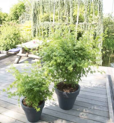 Acer palmatum 'Going Green' - Japanse Esdoorn