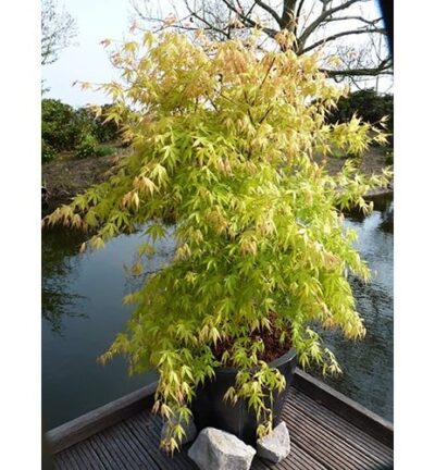 Acer palmatum 'Katsura' - Japanse Esdoorn