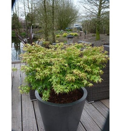 Acer palmatum 'Little Princess' - Japanse Esdoorn