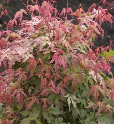 Acer palmatum 'Phoenix' - Japanse Esdoorn