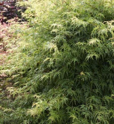Acer palmatum 'Seiryu' - Japanse Esdoorn