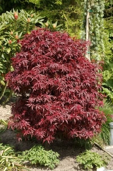 Acer palmatum 'Shaina' - Japanse Esdoorn