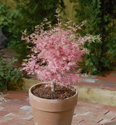 Acer palmatum 'Taylor' - Japanse Esdoorn