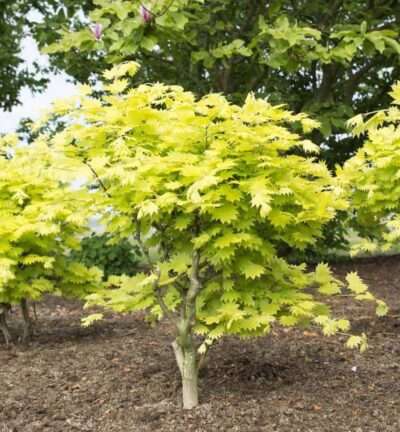 Acer shirasawanum 'Aureum' - Japanse Esdoorn