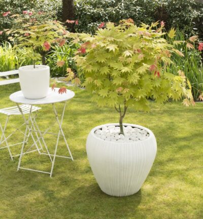 Acer shirasawanum ‘Moonrise’ - Japanse Esdoorn op stam