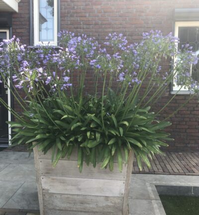 Agapanthus africanus - Afrikaanse lelie