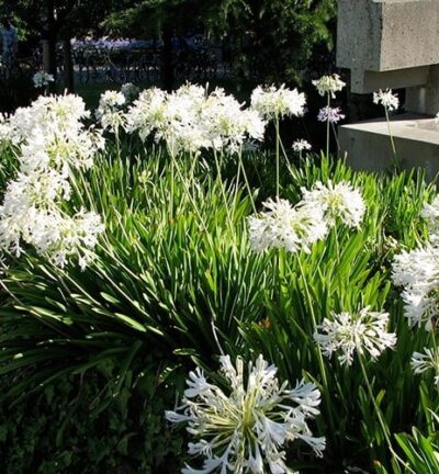 Agapanthus africanus ´Albus´ - Afrikaanse lelie