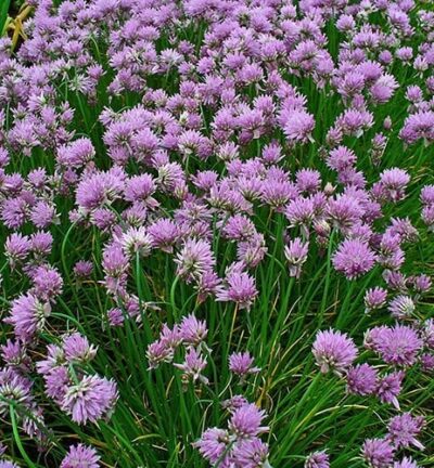 Allium schoenoprasum -  Bieslook