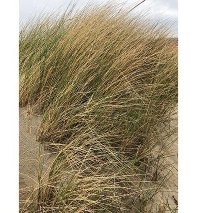 Ammophila arenaria - Helmgras
