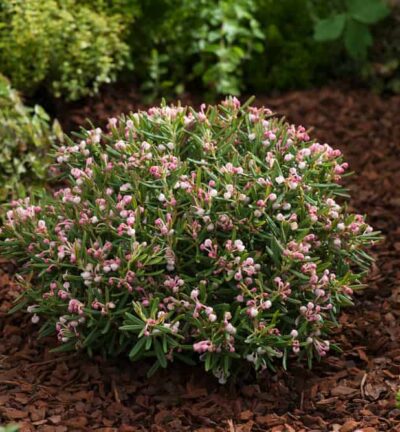 Andromeda polifolia 'Compacta' - Lavendelhei