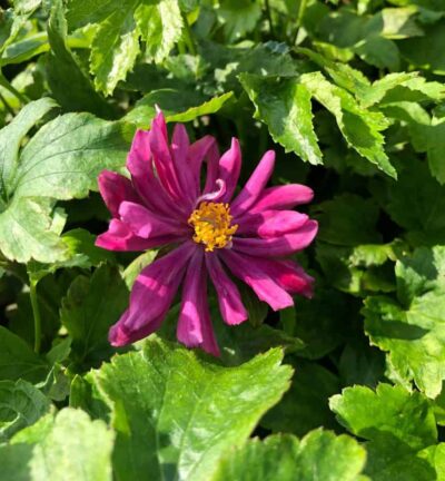 Anemone hupehensis 'Prinz Heinrich' - Herfstanemoon