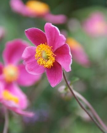 Anemone hupehensis 'Splendens' - Herfstanemoon