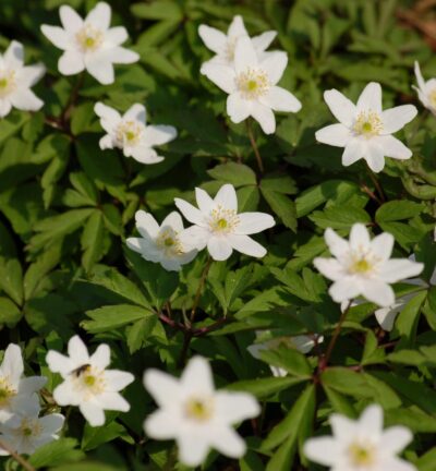 Anemone nemorosa - Bosanemoon