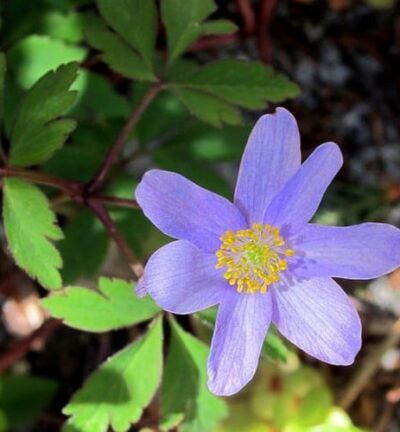 Anemone nemorosa 'Robinsoniana' - Bosanemoon