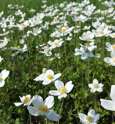 Anemone Sylvestris - Anemoon