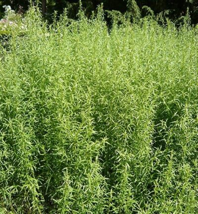 Artemisia Dracunculus - Dragon