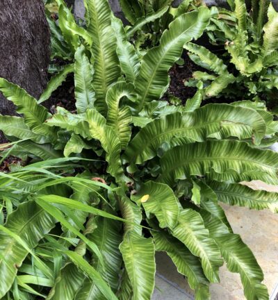 Asplenium 'Scolopendrium' - Tongvaren
