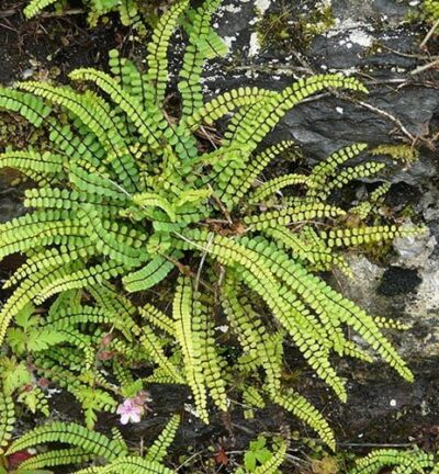 Asplenium 'Trichomanes' - Steenbreekvaren