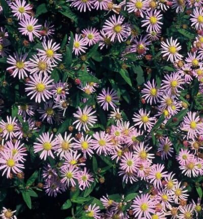 Aster ageratoides 'Asran' - Aster