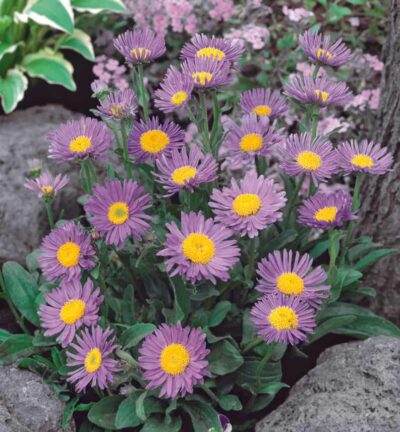 Aster alpinus 'Dunkle Schöne '- Aster