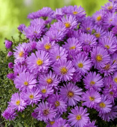 Aster dumosus 'Anneke' - Aster