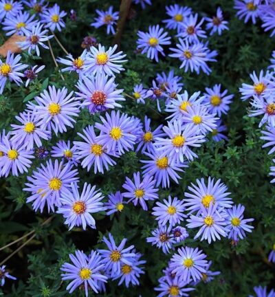 Aster dumosus 'Lady in Blue' - Aster