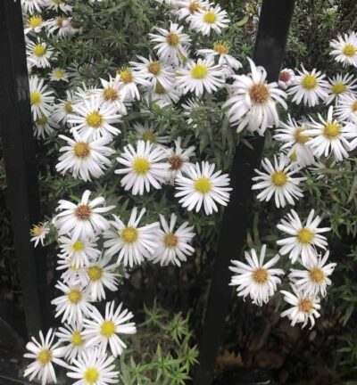 Aster dumosus 'Schneekissen' - Aster