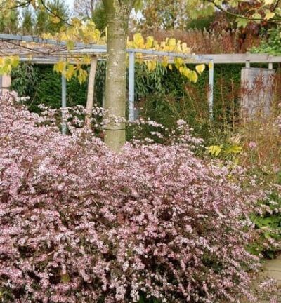 Aster lateriflorus 'Horizontalis' - Aster