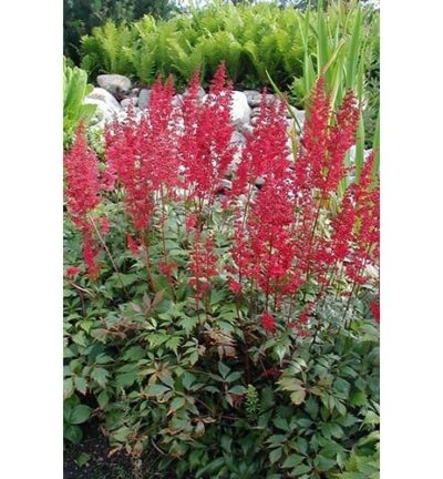 Astilbe arendsii 'Fanal' - Spirea