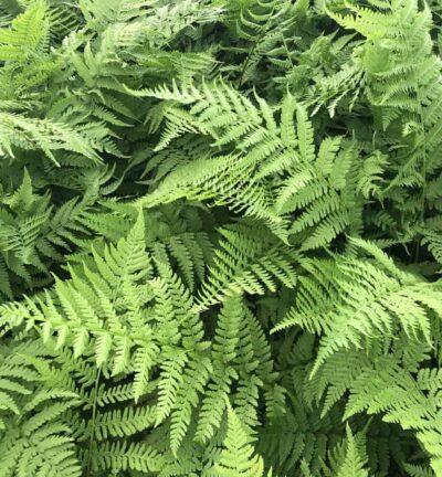 Athyrium 'Filix Femina' - Wijfjesvaren
