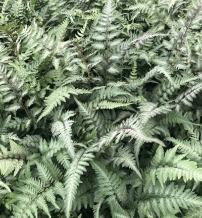Athyrium niponicum 'Pictum' - Japanse Regenboogvaren