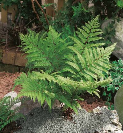 Athyrium otophorum 'Okanum' - Japanse Wijfjesvaren