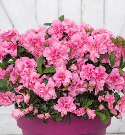 Azalea Bloomchampion Pink -  Japanse Azalea