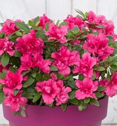 Azalea Bloomchampion Purple -  Japanse Azalea