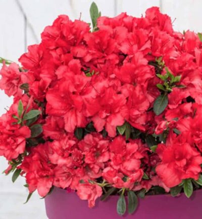 Azalea Bloomchampion Red - Japanse Azalea